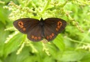 Erebia medusa ©  S. Beshkov